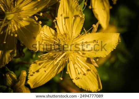 St. John's wort (Hypericum perforatum) is a flowering shrub native to Europe