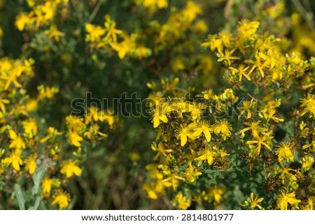 St. John's wort, Hypericum perforatum yellow meadow flowers closeup selective focus