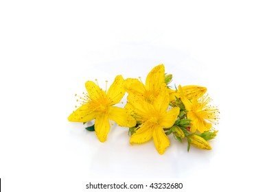 St Johns Wort Isolated