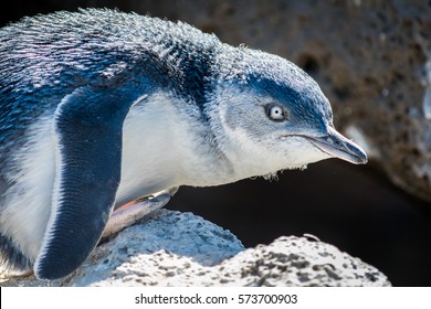 St Kilda Penguin