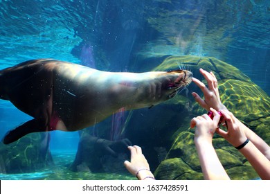 St. Louis, Missouri - May 18 2015: People Watch A Seal At The St. Louis Zoo.