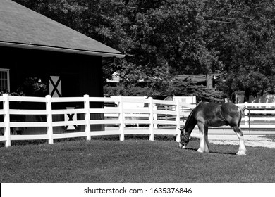 St. Louis, Missouri - May 19 2015: A young Clydesdale at the old stables for Budweiser Clydesdales, at Grant's Farm, on land once owned by Ulysses S. Grant. Black and white.