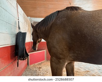 St. Louis, MO, USA - October 6, 2024: Horse in stable looking at black feed bag in a cozy barn environment - Powered by Shutterstock