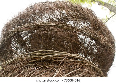 St. Louis, Mo./USA-4/7/2012: Top Of Twig House On Campus Of Washington University In St. Louis