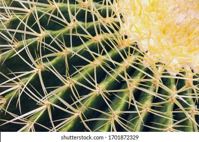 ST. LOUIS, UNITED STATES - Mar 06, 2012: Closeup Of A Golden Ball Cactus