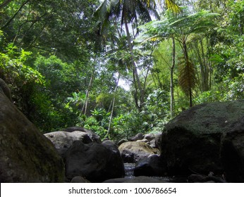 St Lucia Rainforest