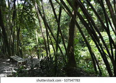 St. Lucia Rainforest