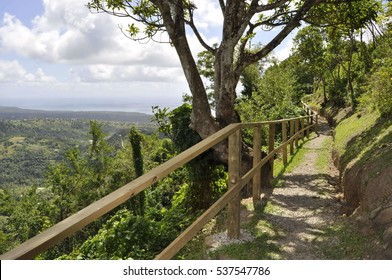 St. Lucia Rainforest