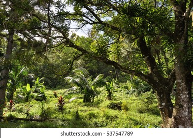 St. Lucia Rainforest