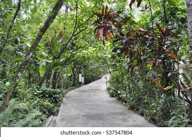 St. Lucia Rainforest