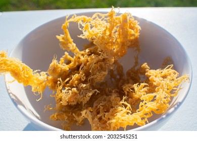 St. Lucian Golden Sea Moss, Euchema Cottoni