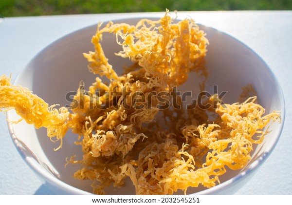 St. Lucian Golden\
Sea Moss, Euchema Cottoni