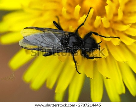 St. Mark's fly (Bibio marci) in natural light, European wildlife photography.