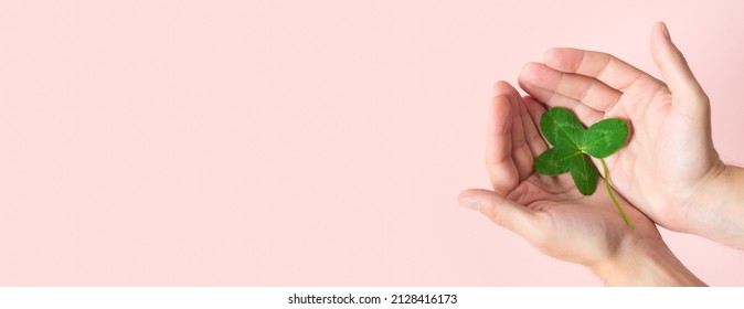 St. Patrick's Day banner. A male hand holding a four leaf clover on a pink background. Good for luck or St. Patrick's day. Shamrock, symbol of fortune, happiness and success. Make a wish. Copy space