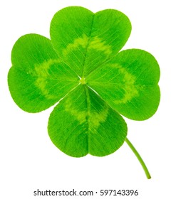 St. Patrick's Day symbol. Lucky shamrock clover green heart-shaped leaves isolated on white background in 1:1 macro lens shot - Shutterstock ID 597143396