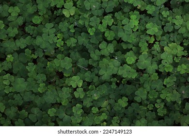 st. patrick's green background grass leaves ireland spring - Powered by Shutterstock