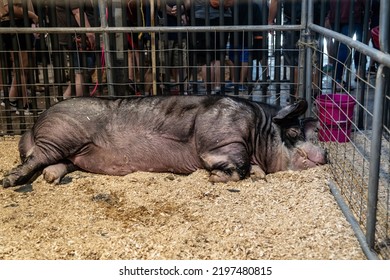 St. Paul, Minnesota - September 3, 2022: Largest Boar Pig, A Berkshire, At The Swine Barn At The Minnesota State Fair