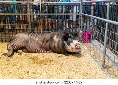 St. Paul, Minnesota - September 3, 2022: Largest Boar Pig, A Berkshire, At The Swine Barn At The Minnesota State Fair