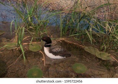 ST PAUL, MINNESOTA / USA - AUGUST 2, 2017: Model Of A Loon Duck In A Wetland Exhibit At The Science Museum Of Minnesota. 