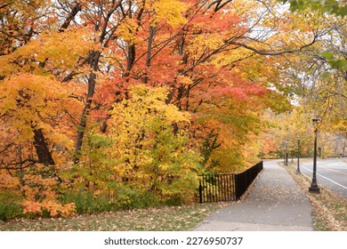 ST PAUL, MINNESOTA USA - OCTOBER 20, 2021: Red yellow green autumn foliage by the fence along the North Mississippi River Boulevard sidewalk. - Shutterstock ID 2276950737