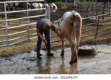 St. Peter, Minnesota, USA - July 20, 2021 - Young Girl Caring For And Washing Red And White Holstein Cow While Preparing For 4-H Program County Fair Dairy Show