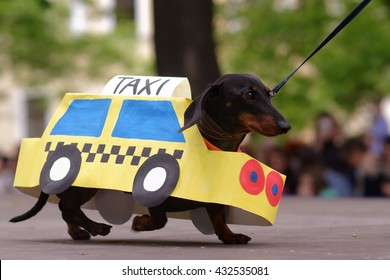 can taxis take dogs