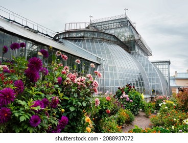 St. Petersburg, Russia - September 21, 2021: Colorful Dahlias Flowering In Saint Petersburg Botanical Garden