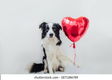 St. Valentine's Day Concept. Funny Portrait Cute Puppy Dog Border Collie Holding Red Heart Balloon In Paw Isolated On White Background. Lovely Dog In Love On Valentines Day Gives Gift