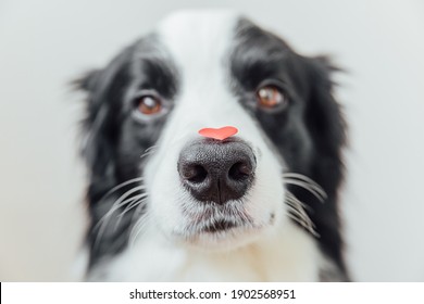 St. Valentine's Day Concept. Funny Portrait Cute Puppy Dog Border Collie Holding Red Heart On Nose On White Background. Lovely Dog In Love On Valentines Day Gives Gift