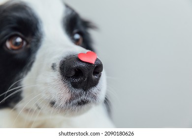 St. Valentine's Day Concept. Funny Portrait Cute Puppy Dog Border Collie Holding Red Heart On Nose Isolated On White Background, Clise Up. Lovely Dog In Love On Valentines Day Gives Gift. Copy Space