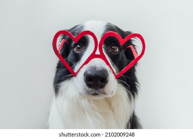 St. Valentine's Day concept. Funny puppy dog border collie in red heart shaped glasses isolated on white background. Lovely dog in love celebrating valentines day. Love lovesick romance postcard - Shutterstock ID 2102009248