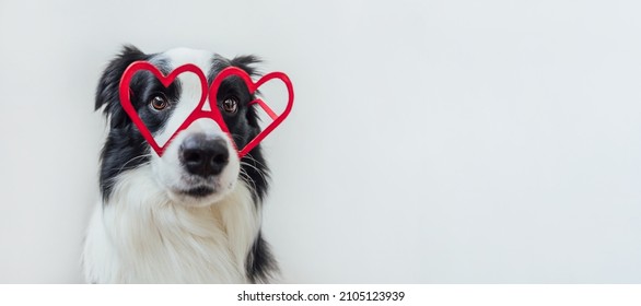 St. Valentine's Day concept. Funny puppy dog border collie in red heart shaped glasses isolated on white background. Lovely dog in love celebrating valentines day. Love lovesick romance banner