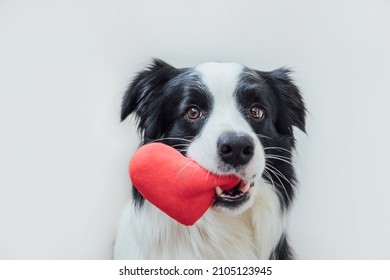 St. Valentine's Day concept. Funny portrait cute puppy dog border collie holding red heart in mouth isolated on white background, close up. Lovely dog in love on valentines day gives gift - Shutterstock ID 2105123945