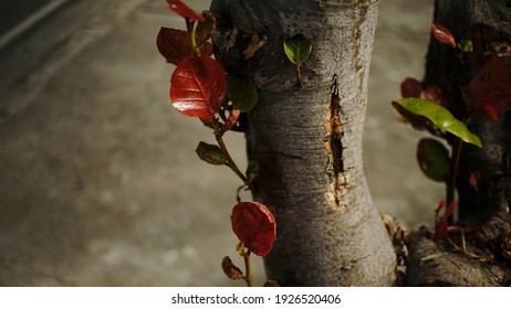  A Stab Wound Into The Tree Trunk                              