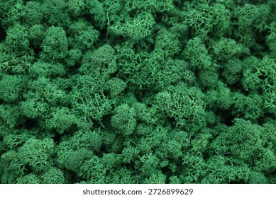 Stabilized moss background or texture