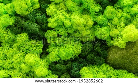 Stabilized moss and lichens close-up top view. Lichen texture. Green plant background. Moss wall background with copy space. Moss and lichens impregnated with glycerin for interior decoration. 商業照片 © 