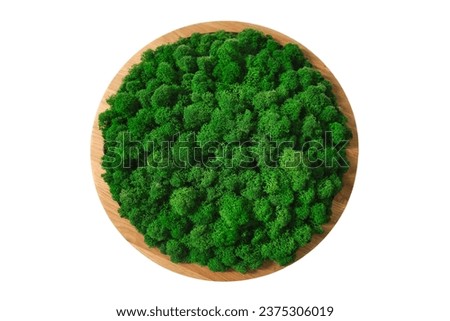 The stabilized moss on the wall forms a beautiful and natural design element, adding a touch of freshness and stability to the overall decor, isolated on white background.