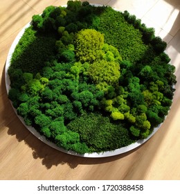 stabilized moss round panel in a white frame