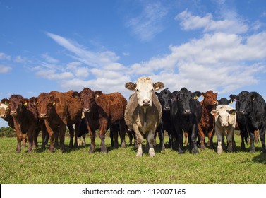 stabilizer + other cows in English countryside - Shutterstock ID 112007165