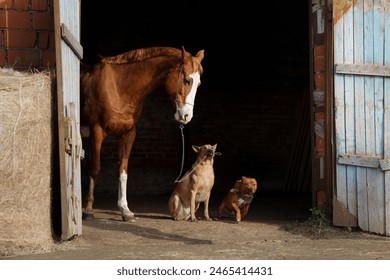 In the stable doorway, a horse stands beside a Thai Ridgeback and a Staffordshire Bull Terrier dogs. The rustic barn setting highlights the trio relaxed farm life camaraderie - Powered by Shutterstock