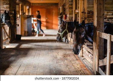 The stable girl came to the stable to feed the horses, they are waiting.