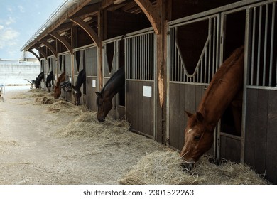 Stable with its horses eating hay in an equestrian center