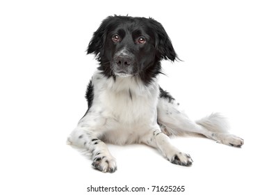 Stabyhoun Frisian Pointing Dog Stock Photo 71625265 | Shutterstock