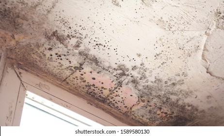 Dampness Images Stock Photos Vectors Shutterstock