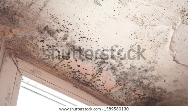 Stachybotrys chartarum also known as black mold\
or toxic black mold. The mold in cellulose-rich building materials\
from damp or water-damaged\
buildings