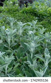 Stachys byzantina Big Ears - outdoor plant