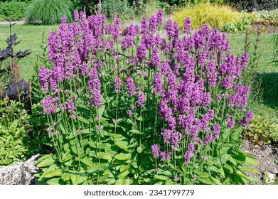 Stachys monnieri 'Summer Romance' is a perennial plant with purple flowers - Shutterstock ID 2341799779