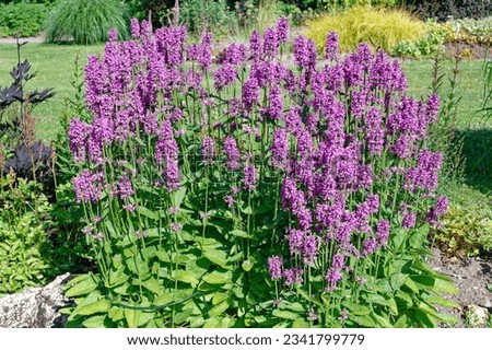 Stachys monnieri 'Summer Romance' is a perennial plant with purple flowers