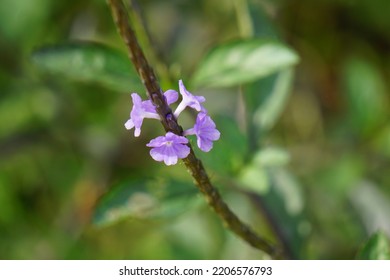 Stachytarpheta Cayennensis Is A Species Of Flowering Plant In The Verbena Family