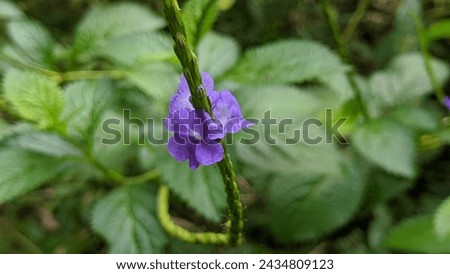Stachytarpheta urticifolia or nettle leaf velvet berry plant growing and flowering in a park in Malang City were photographed using selective focus and background blur techniques